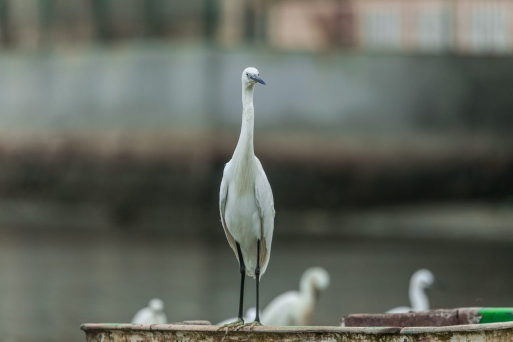 Galeria de fotos | Fauna