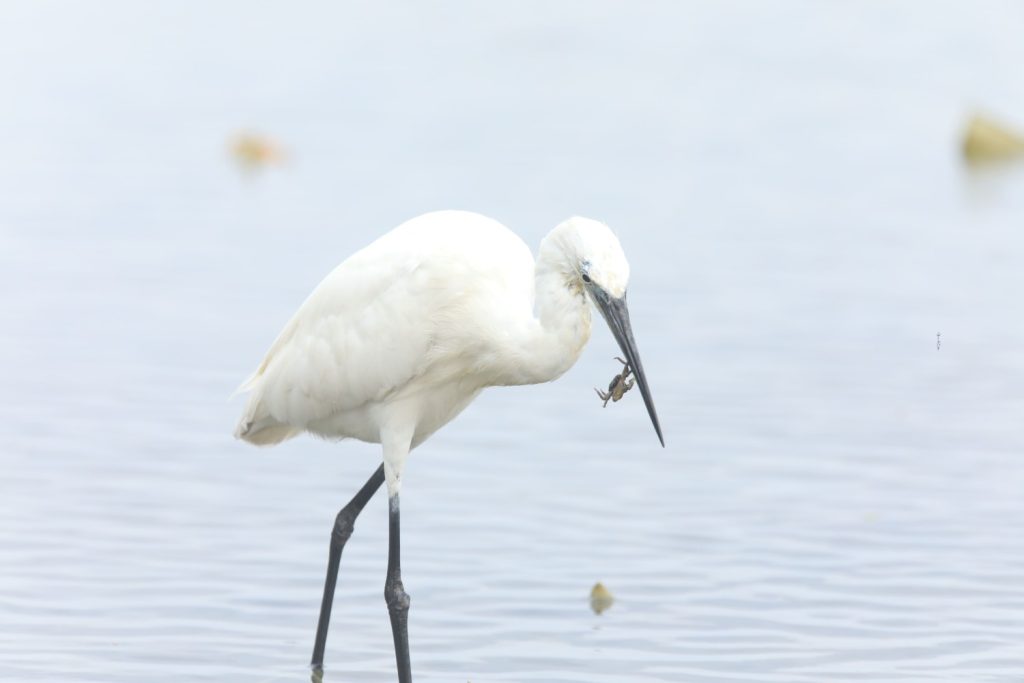 Galeria de fotos | Fauna