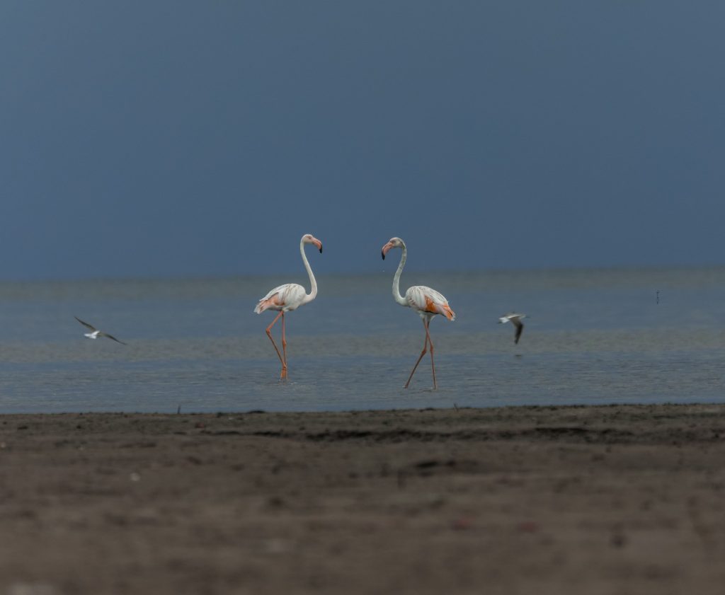 Galeria de fotos | Fauna