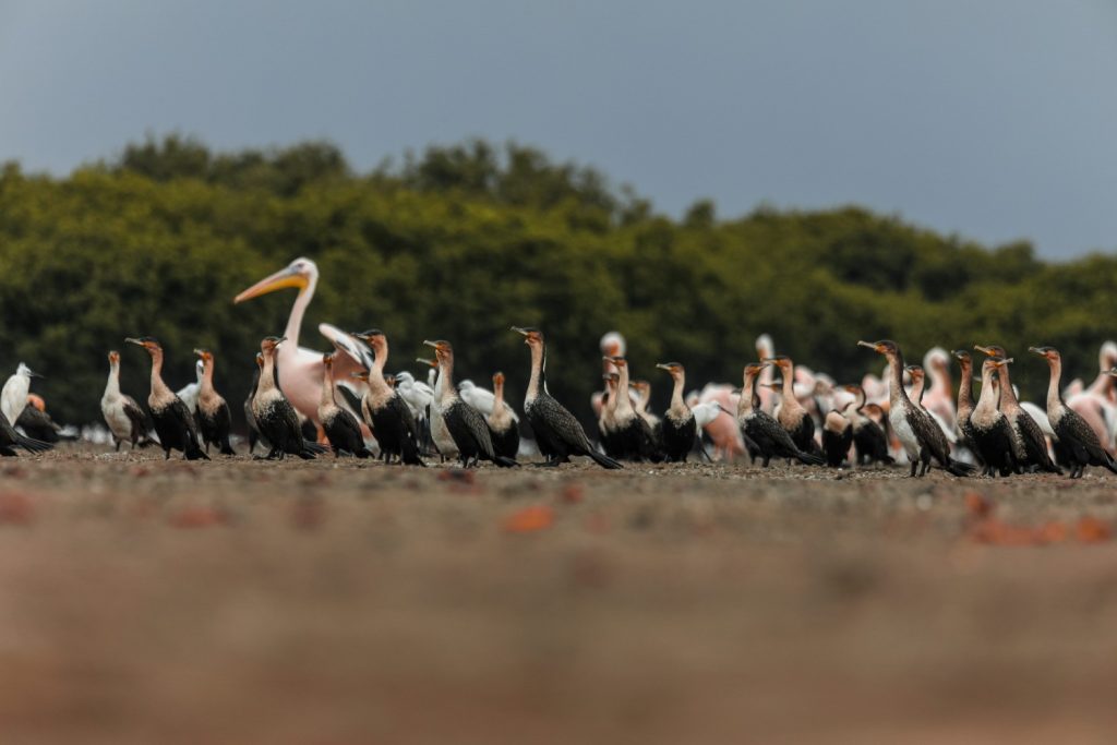 Galeria de fotos | Fauna
