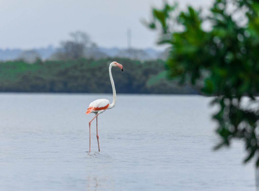 Galeria de fotos | Fauna