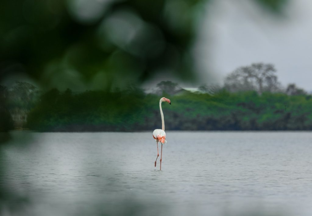 Galeria de fotos | Fauna