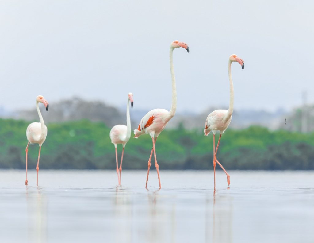 Galeria de fotos | Fauna