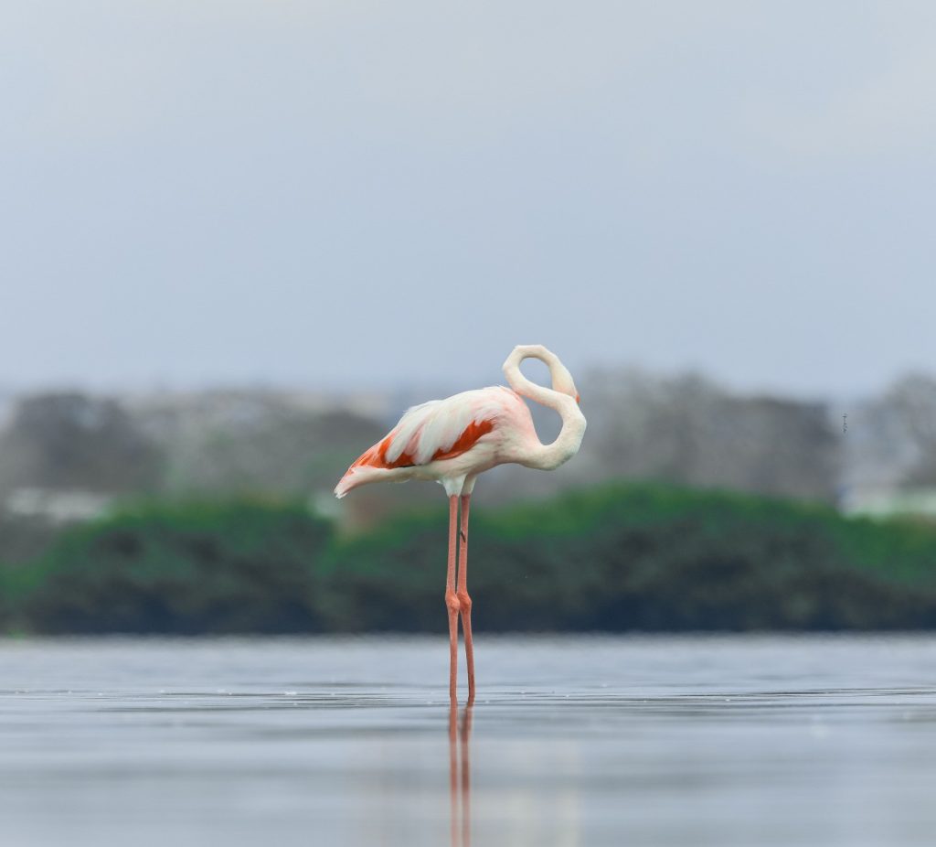 Galeria de fotos | Fauna