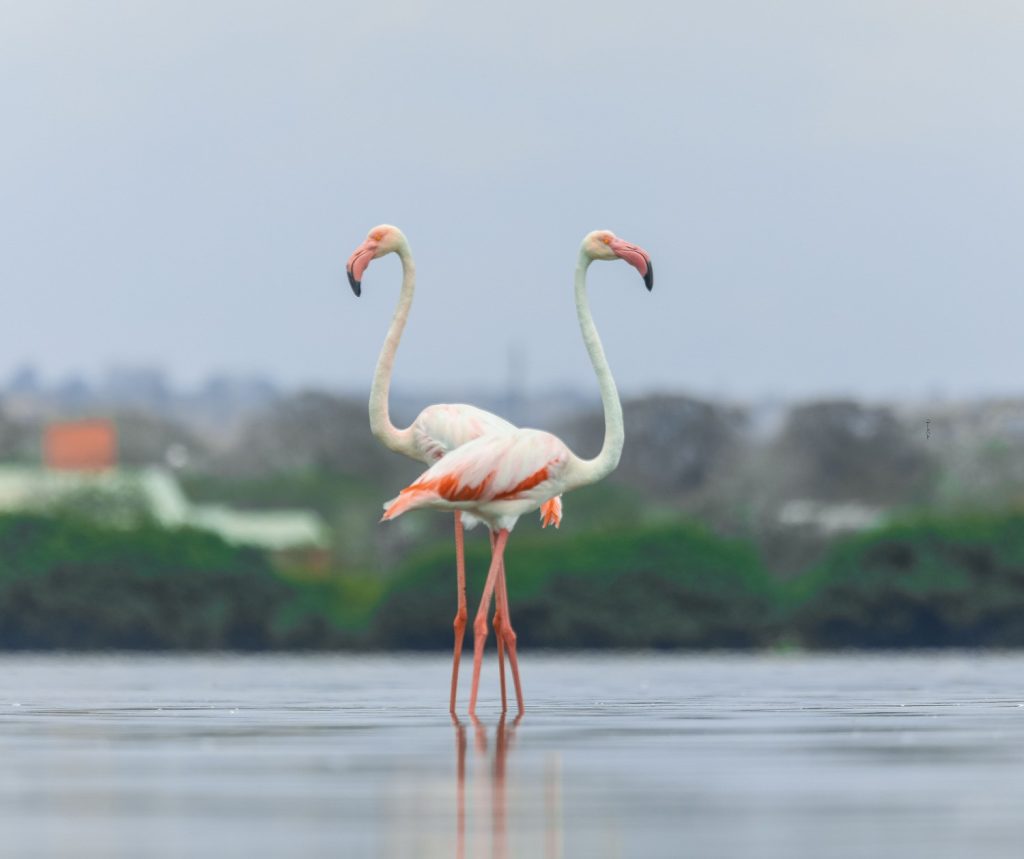Galeria de fotos | Fauna