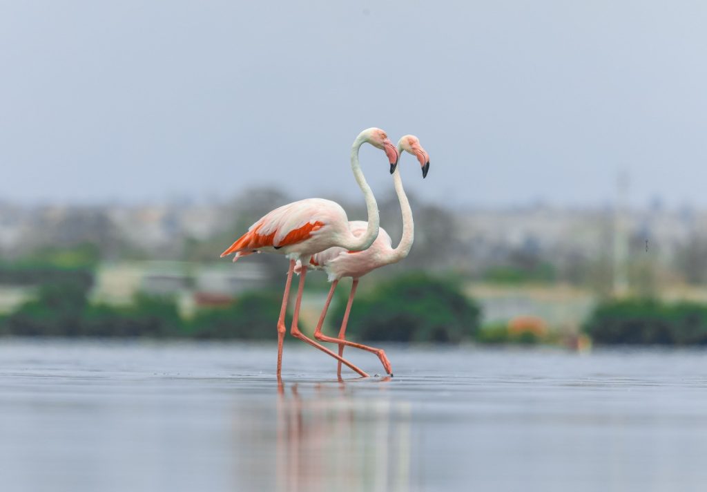 Galeria de fotos | Fauna