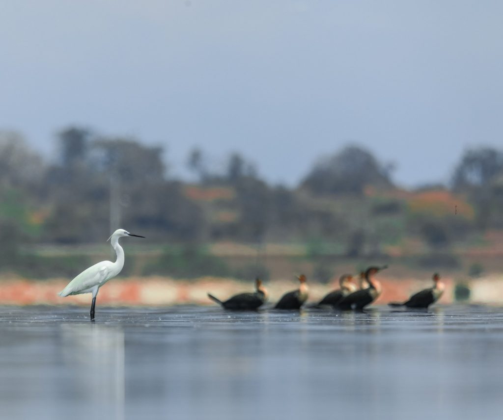 Galeria de fotos | Fauna