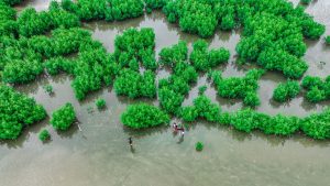 DJI_0466
