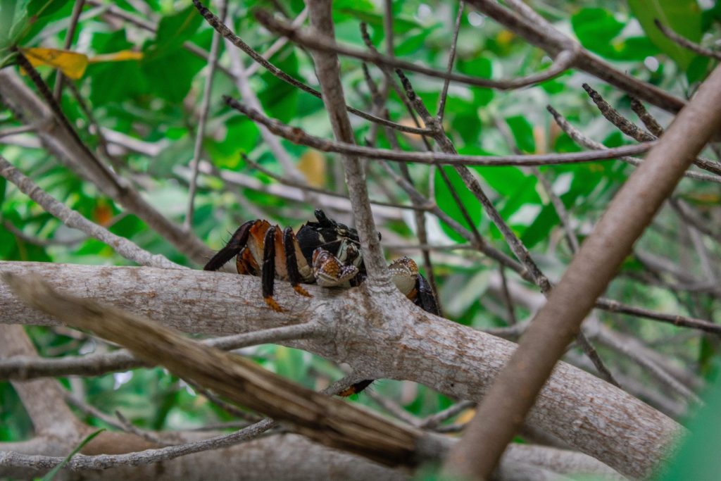 Galeria de fotos | Fauna