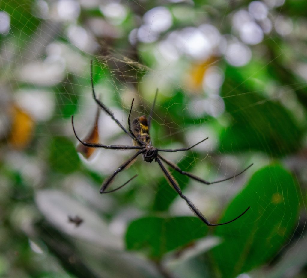 Galeria de fotos | Fauna