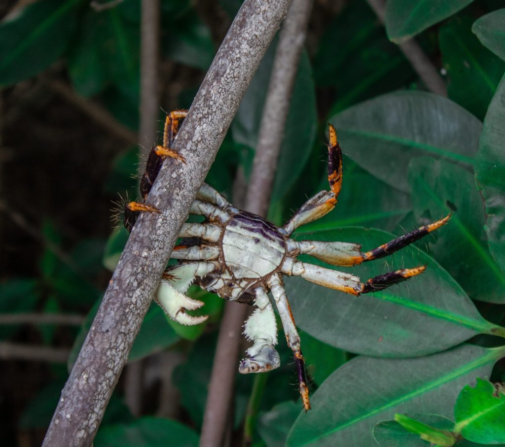 Galeria de fotos | Fauna