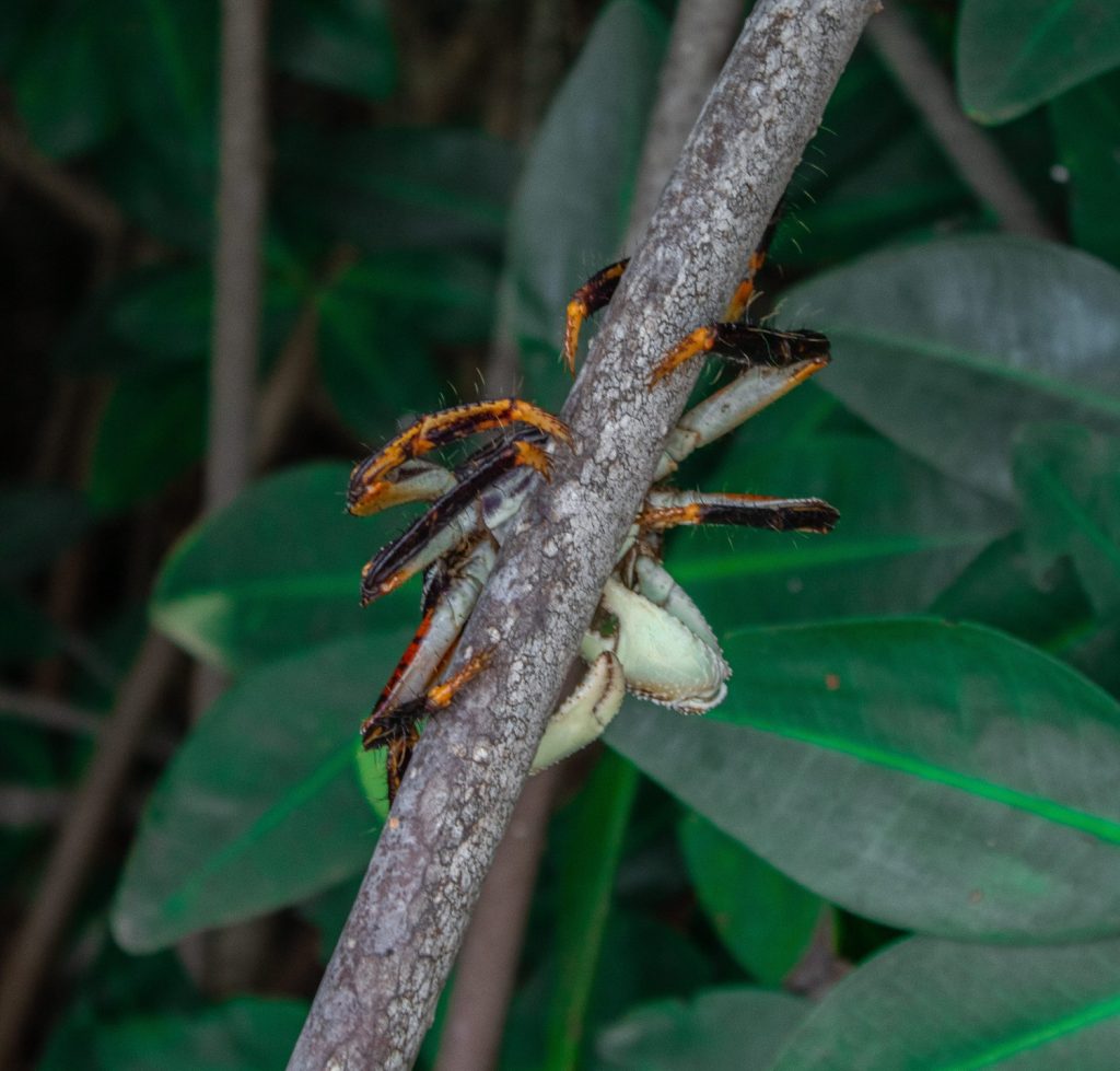 Galeria de fotos | Fauna