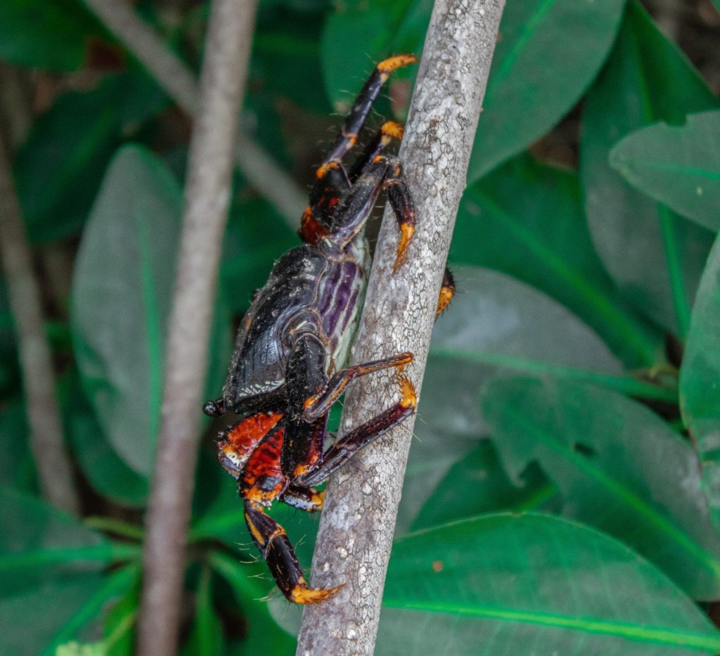 Galeria de fotos | Fauna