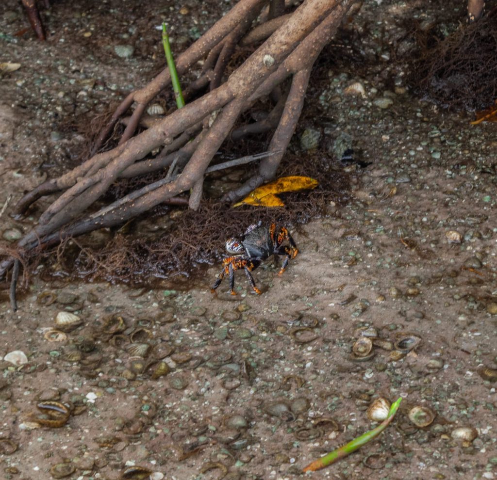 Galeria de fotos | Fauna