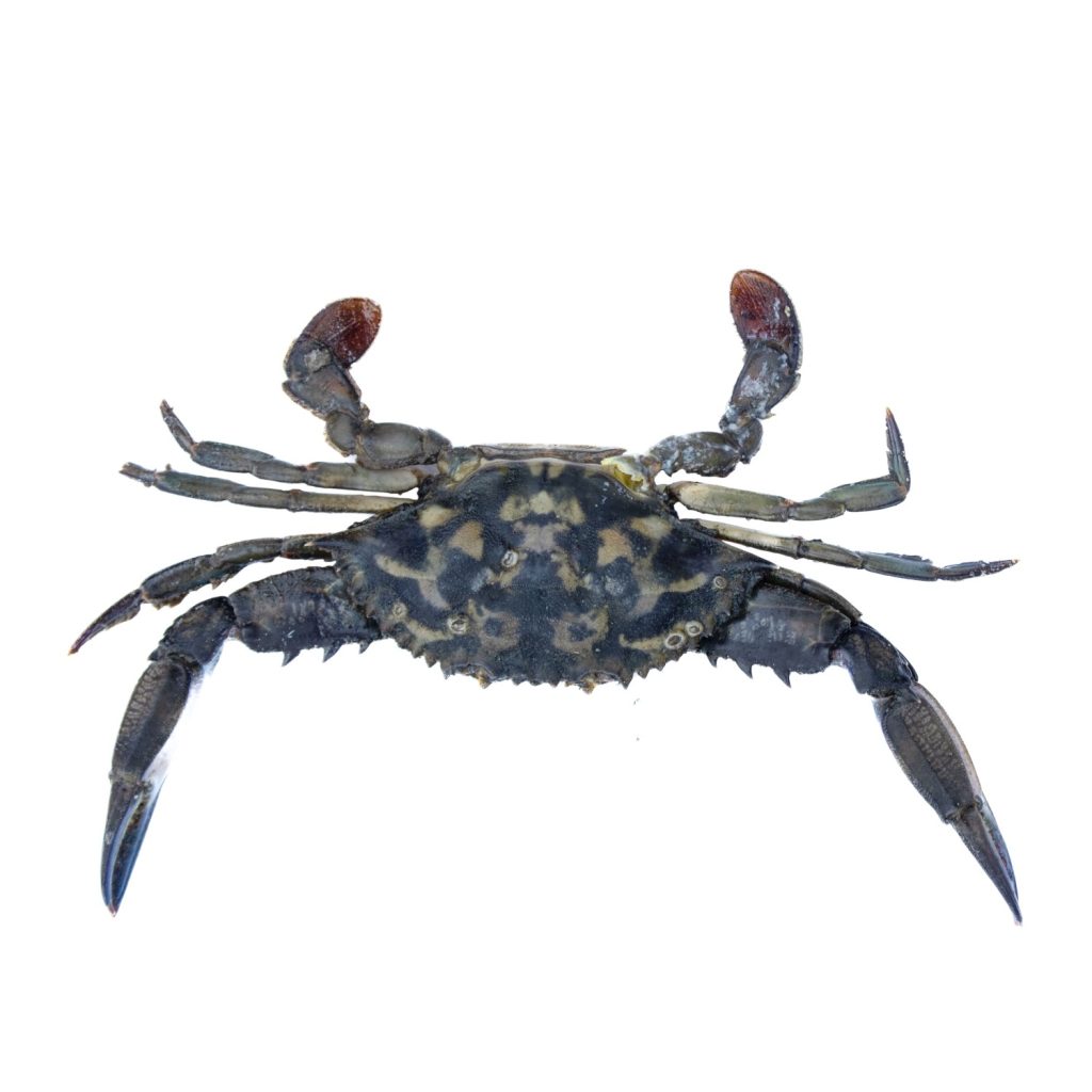 Galeria de fotos | Fauna