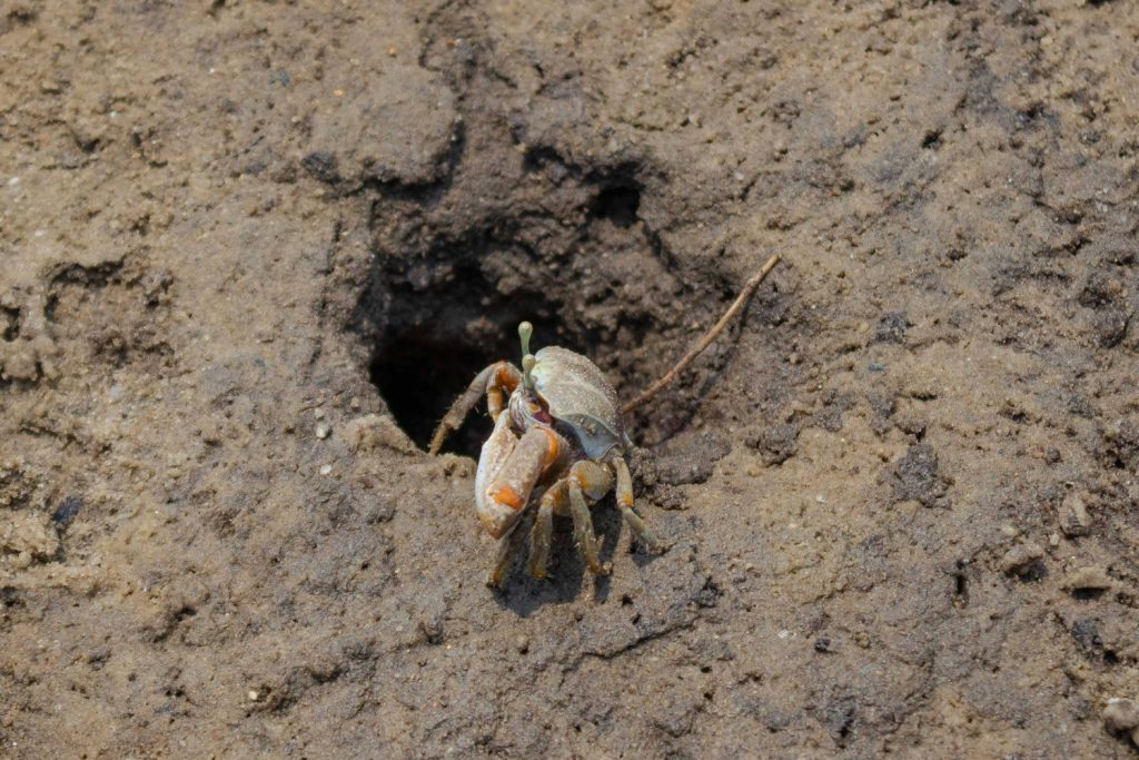 Galeria de fotos | Fauna