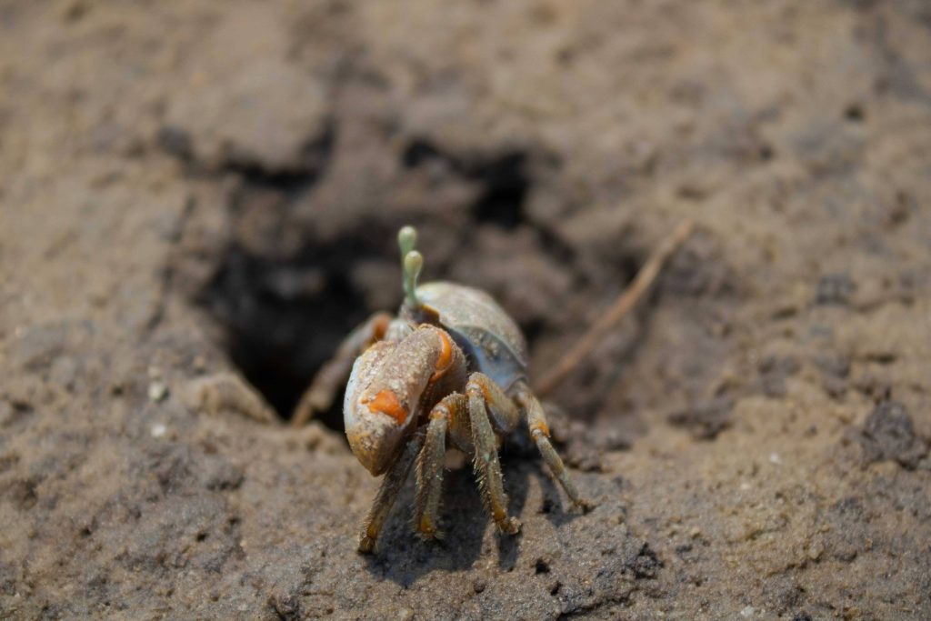Galeria de fotos | Fauna