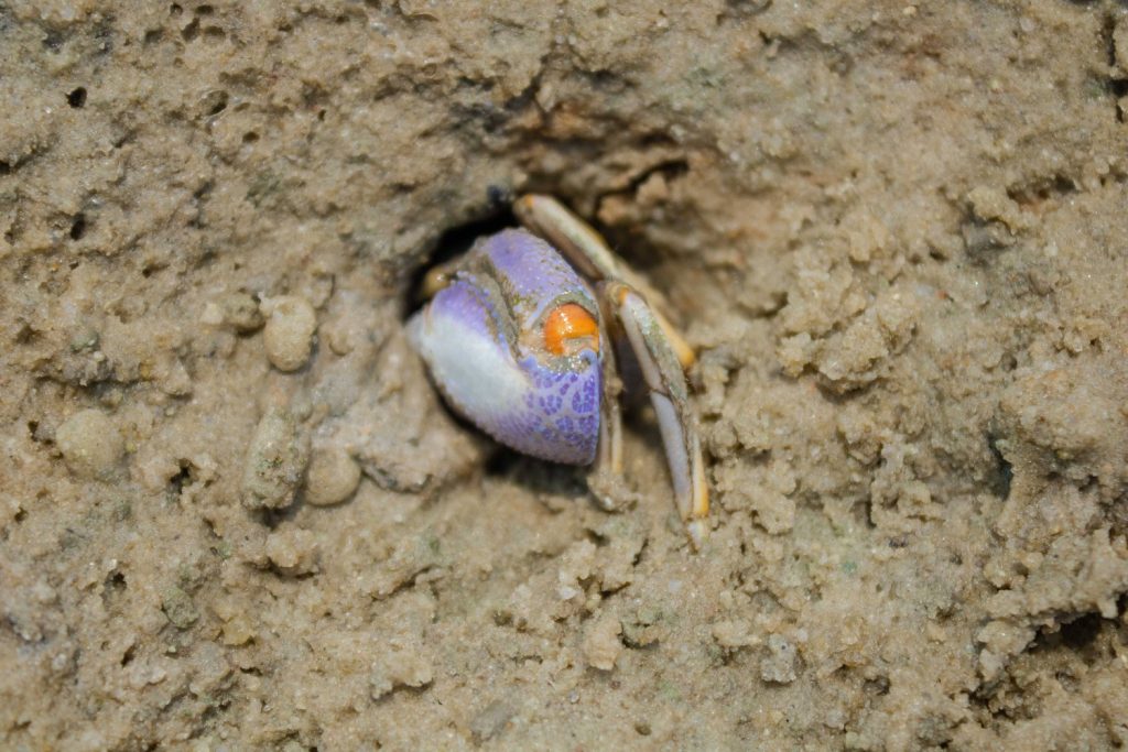 Galeria de fotos | Fauna