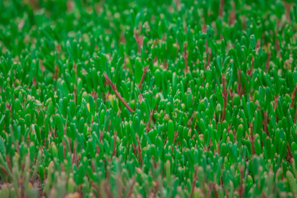 Galeria de fotos | Flora